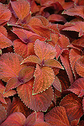 Wizard Sunset Coleus (Solenostemon scutellarioides 'Wizard Sunset') at The Mustard Seed