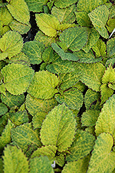 Wizard Pineapple Coleus (Solenostemon scutellarioides 'Wizard Pineapple') at The Mustard Seed