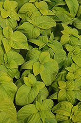 Wizard Golden Coleus (Solenostemon scutellarioides 'Wizard Golden') at The Mustard Seed