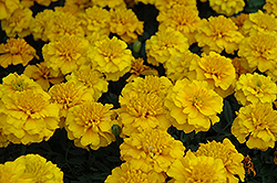 Janie Gold Marigold (Tagetes patula 'Janie Gold') at The Mustard Seed
