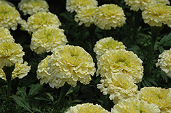 Sweet Cream Marigold (Tagetes erecta 'Sweet Cream') at The Mustard Seed