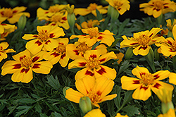 Disco Flame Marigold (Tagetes patula 'Disco Flame') at The Mustard Seed