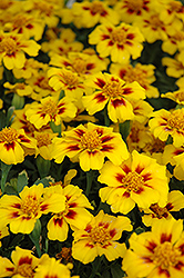 Disco Marietta Marigold (Tagetes patula 'Disco Marietta') at The Mustard Seed