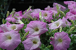 Madness Lilac Petunia (Petunia 'Madness Lilac') at The Mustard Seed