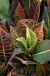 Variegated Croton (Codiaeum variegatum var. pictum) at The Mustard Seed
