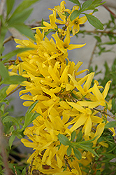 Gold Tide Forsythia (Forsythia x intermedia 'Courtasol') at The Mustard Seed