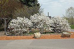 Royal Star Magnolia (Magnolia stellata 'Royal Star') at The Mustard Seed