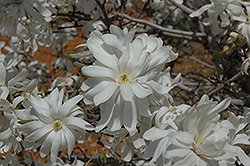 Royal Star Magnolia (Magnolia stellata 'Royal Star') at The Mustard Seed
