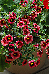 Superbells Coralberry Punch Calibrachoa (Calibrachoa 'Superbells Coralberry Punch') at The Mustard Seed