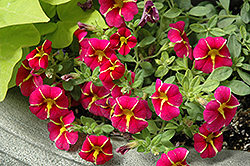 Superbells Cherry Star Calibrachoa (Calibrachoa 'USCAL91001') at The Mustard Seed