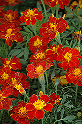 Safari Red Marigold (Tagetes patula 'Safari Red') at The Mustard Seed