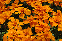 Safari Tangerine Marigold (Tagetes patula 'Safari Tangerine') at The Mustard Seed
