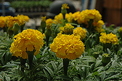 Safari Yellow Marigold (Tagetes patula 'Safari Yellow') at The Mustard Seed