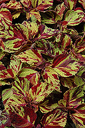 Wizard Mosaic Coleus (Solenostemon scutellarioides 'Wizard Mosaic') at The Mustard Seed