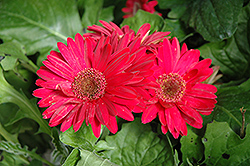 Royal Deep Rose Gerbera Daisy (Gerbera 'Royal Deep Rose') at The Mustard Seed