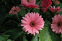 Royal Deep Pink Gerbera Daisy (Gerbera 'Royal Deep Pink') at The Mustard Seed