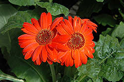 Royal Deep Orange Gerbera Daisy (Gerbera 'Royal Deep Orange') at The Mustard Seed
