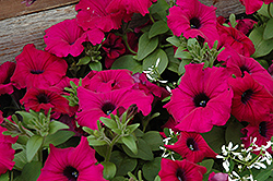 Supertunia Royal Magenta Petunia (Petunia 'Supertunia Royal Magenta') at The Mustard Seed
