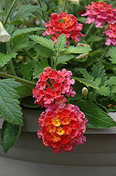 Landmark Sunrise Rose Lantana (Lantana camara 'Landmark Sunrise Rose') at The Mustard Seed