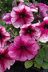 Madness Sugar Petunia (Petunia 'Madness Sugar') at The Mustard Seed