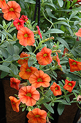 Superbells Dreamsicle Calibrachoa (Calibrachoa 'INCALDRSIM') at The Mustard Seed