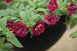 Superbells Double Plum Calibrachoa (Calibrachoa 'Superbells Double Plum') at The Mustard Seed