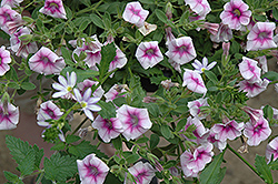 Superbells Tickled Pink Calibrachoa (Calibrachoa 'Superbells Tickled Pink') at The Mustard Seed