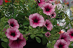 Supertunia Mini Rose Vein Petunia (Petunia 'Supertunia Mini Rose Vein') at The Mustard Seed