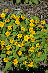 Million Gold Melampodium (Melampodium paludosum 'Million Gold') at The Mustard Seed