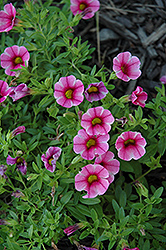 Aloha Volcano Pink Calibrachoa (Calibrachoa 'Aloha Volcano Pink') at The Mustard Seed