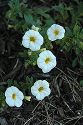 Aloha Milk and Honey Calibrachoa (Calibrachoa 'Aloha Milk and Honey') at The Mustard Seed