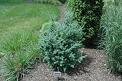 Deborah Waxman Dwarf Tamarack (Larix laricina 'Deborah Waxman') at The Mustard Seed