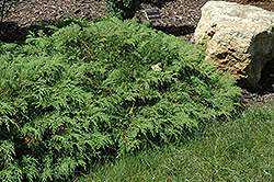 Russian Cypress (Microbiota decussata) at The Mustard Seed