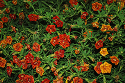 Superbells Double Salsa Calibrachoa (Calibrachoa 'Superbells Double Salsa') at The Mustard Seed