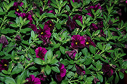 Aloha Kona Midnight Purple Calibrachoa (Calibrachoa 'Aloha Kona Midnight Purple') at The Mustard Seed