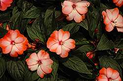 Harmony Radiance Scarlet New Guinea Impatiens (Impatiens hawkeri 'Harmony Radiance Scarlet') at The Mustard Seed