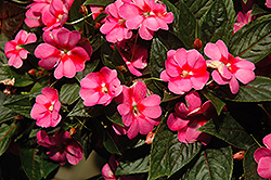 Harmony Marshmallow Cream New Guinea Impatiens (Impatiens hawkeri 'Harmony Marshmallow Cream') at The Mustard Seed