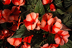 Harmony Salmon Cream New Guinea Impatiens (Impatiens hawkeri 'Harmony Salmon Cream') at The Mustard Seed