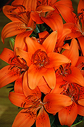 Lily Looks Tiny Invader Lily (Lilium 'Tiny Invader') at The Mustard Seed