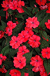 SunPatiens Compact Deep Rose New Guinea Impatiens (Impatiens 'SakimP017') at The Mustard Seed