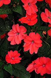 SunPatiens Compact Coral New Guinea Impatiens (Impatiens 'SunPatiens Compact Coral') at The Mustard Seed
