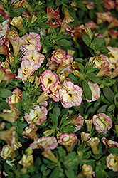 MiniFamous Double Rose Chai Calibrachoa (Calibrachoa 'MiniFamous Double Rose Chai') at The Mustard Seed