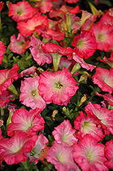 Easy Wave Rosy Dawn Petunia (Petunia 'Easy Wave Rosy Dawn') at The Mustard Seed