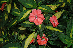 SunPatiens Spreading Variegated Salmon New Guinea Impatiens (Impatiens 'SunPatiens Spreading Variegated Salmon') at The Mustard Seed