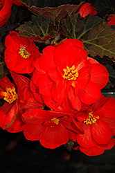 Nonstop Mocca Scarlet Begonia (Begonia 'Nonstop Mocca Scarlet') at The Mustard Seed
