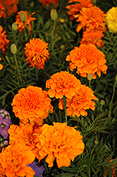 Little Hero Orange Marigold (Tagetes patula 'Little Hero Orange') at The Mustard Seed
