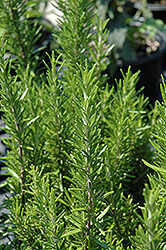 Barbeque Rosemary (Rosmarinus officinalis 'Barbeque') at The Mustard Seed