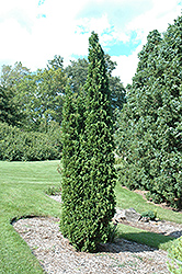Degroot's Spire Arborvitae (Thuja occidentalis 'Degroot's Spire') at The Mustard Seed