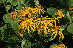 Othello Rayflower (Ligularia dentata 'Othello') at The Mustard Seed