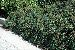 Tom Thumb Cotoneaster (Cotoneaster apiculatus 'Tom Thumb') at The Mustard Seed